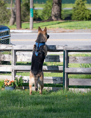 Guard dog at fence