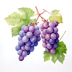 Fototapeta premium Digital technology grape watercolor design illustration