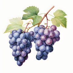 Fototapeta premium Digital technology grape watercolor design illustration