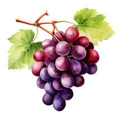 Fototapeta premium Digital technology grape watercolor design illustration