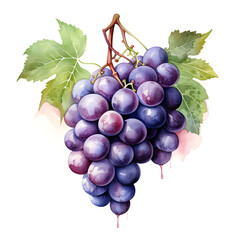 Fototapeta premium Digital technology grape watercolor design illustration