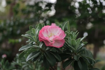 A photo of a spring flower with pink and white petals. The flower is in full bloom, with its petals fully open.