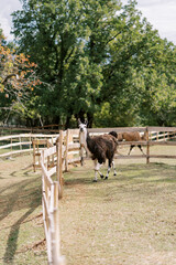 Fluffy white and brown llama walks through a pasture behind a fence