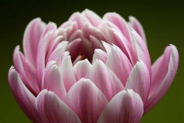 a spring flower with pink and white petals