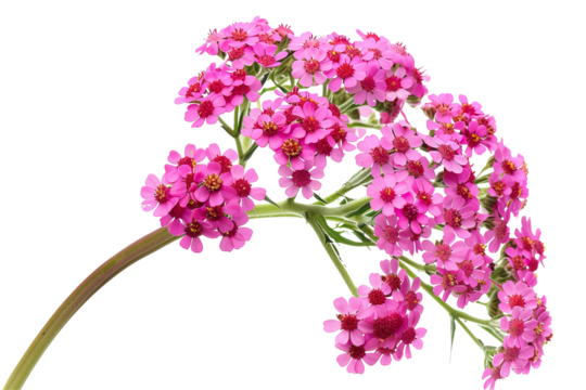 Pink Yarrow. Floral Vibrant Color, Isolated On Transparent.
