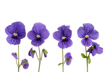 Purple Pansies Isolated Against Transparent Backdrop. Floral Design Element.
