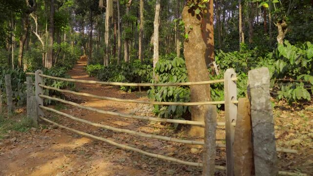 Interiors of Coffee estate with Bettle nuts tree