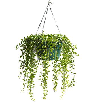 String Of Pearls Plant, Senecio Herreianus, In Hanging Basket On Transparent