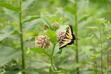 Swallowtail in  blooming milkweed