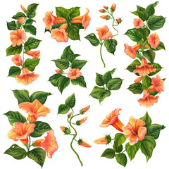 Trumpet Vine Illustration Set. Tropical Flowers With Leaves On Transparent. Elegant Floral Design Element