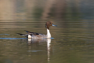 The Northern Pintail (Anas acuta) is a sleek, migratory dabbling duck with a long neck, a pointed tail, and elegant plumage, found in wetlands across North America, Europe, and Asia.