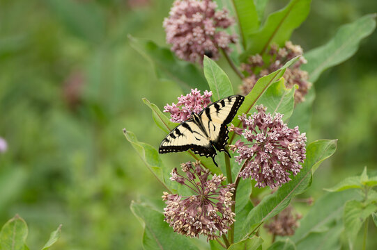 Swallowtail in the milkweed - Powered by Adobe