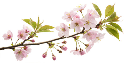 Fototapeta premium pink sakura flowers isolated. vector illustration