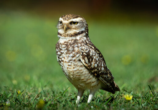 bird
