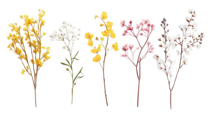 Yellow flowers and golden wheat isolated on a white background