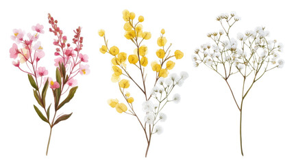 Obraz premium Yellow flowers and golden wheat isolated on a white background