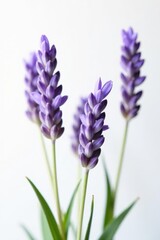 Obraz premium Close-up of delicate lavender sprigs, pure white backdrop , detail, background, closeup
