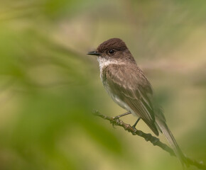 Eastern Phoebe flycatcher in a woodland in springtime in Carden Ontario