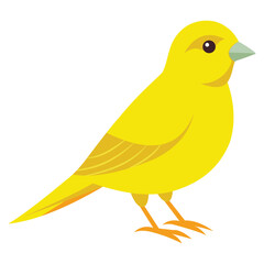Bright Yellow Canary Bird Isolated on White