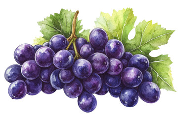 Watercolor Illustration Of Grapes With Green Leaves On The Transparent Background