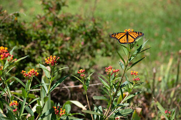 butterfly on a flower