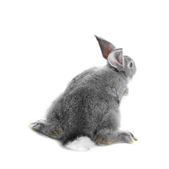 Fluffy grey rabbit on white background. Cute pet