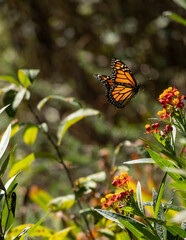 Monarch butterfly in flight