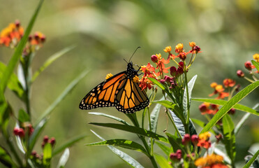 butterfly on a flower