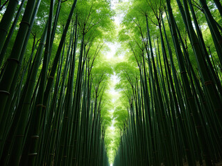 Fototapeta premium Tranquil Bamboo Grove Under Lush Green Canopy