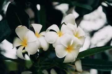 Fototapeta premium White plumeria on the plumeria tree, Beautiful flower background. Toned with color filter and soft noise to get old camera effect. Soft focus and blurred.