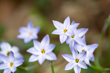 鮮やかなハナニラ