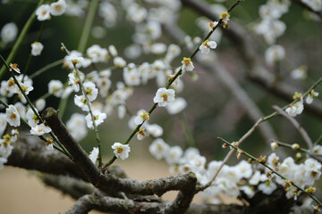 満開に開花する緑萼の梅の木