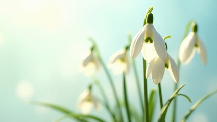 Spring flowers snowdrops, set against a white backdrop.