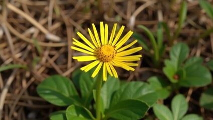 Sphagneticola trilobata, widely recognized as the creeping-oxeye, trailing daisy, and wedelia.