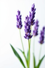 Naklejka premium Close-up of delicate lavender sprigs, pure white backdrop , flower, design