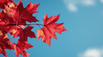 Vibrant red maple leaves against a clear blue sky in autumn sunlight