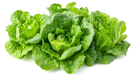 fresh green cos lettuce isolated on white