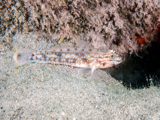 Colon goby (Coryphopterus dicrus), Blue Heron Bridge, Riviera Beach, Florida