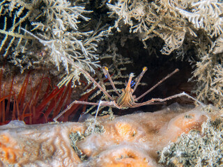 A Yellowline Arrow Crab (Stenorhynchus seticornis) facing towards a Smooth Flame Scallop (Ctenoides mitis) , Blue Heron Bridge, Riviera Beach, Florida