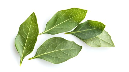 Obraz premium Chios mastic tears with lentisk Pistacia