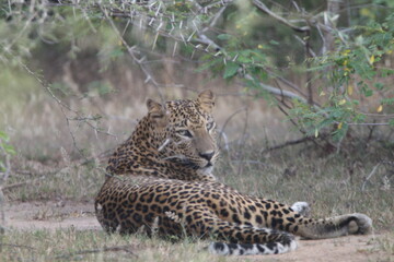 Sri Lanka Leopard in the Wild. 