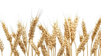 Horizontal wheat ears isolated on a white
