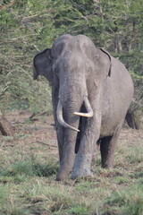 Obraz premium Sri Lankan Elephants in the Wild 