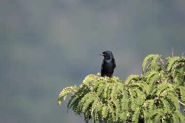 The black Drogo perched on a leafy branch against a soft, blurred background.
