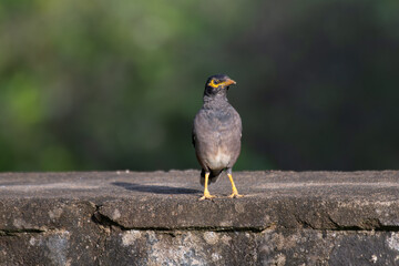 The vibrant common myna perched on a wall with blurred lush green background.