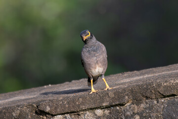 The vibrant common myna perched on a wall with blurred lush green background.