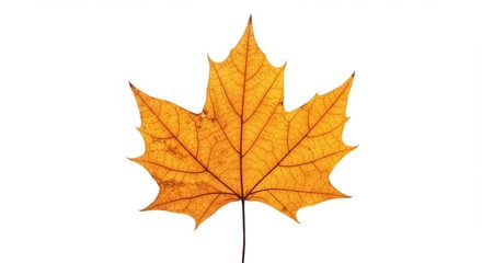 Obraz premium ​Autumn maple leaf with vibrant colors isolated on a white background