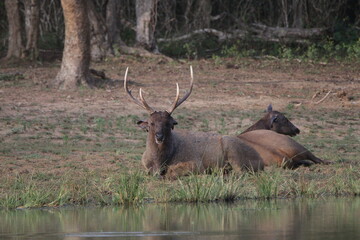 Sambar Deer in the Wild, Sri Lanka 