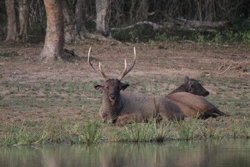 Sambar Deer in the Wild, Sri Lanka 