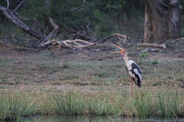 Sri Lankan Birds in the Wild, Sri Lanka 